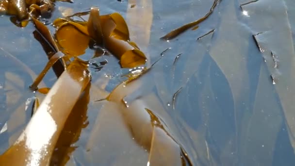 Brown Laminaria Algae Turquoise Sea Water Nice Sun Reflections — Stockvideo