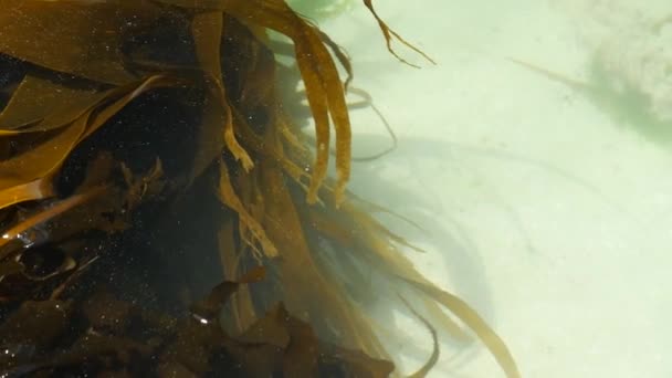 Laminaria Algae Turquoise Sea Water White Sand — Video