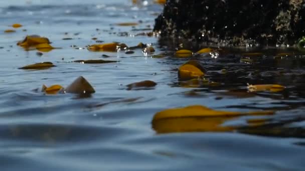 Some Brown Algae Blue Sea Surface Slowmotion — 图库视频影像