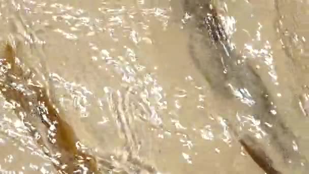 Sea Water Cost Draging Some Luminaria Algae — Stockvideo