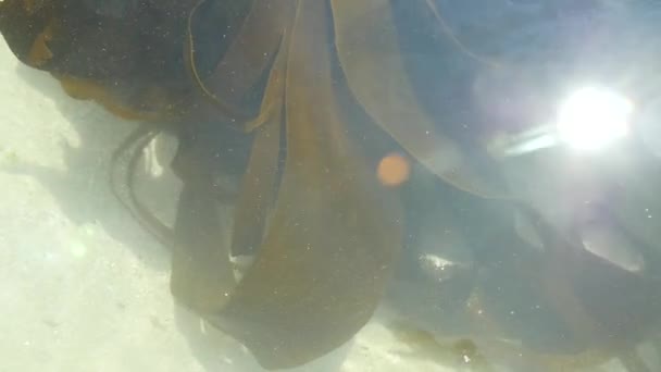 Sun Reflection Transparent Sea Water Brown Laminaria Algae Moving White — Stock video
