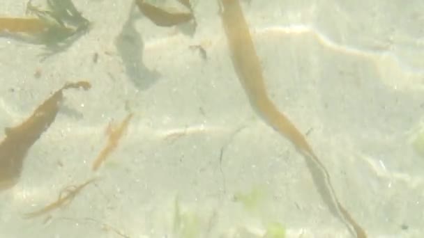 Detail Transparent Sea Water Some Random Algaes Anda White Sand — Video