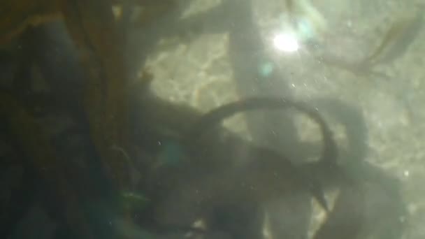 Sun Reflection Turquoise Sea Water Surface Some Green Laminaria Algae — Video