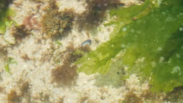 Green Edible Seaweed Moving Sea White Sand Beach Cosat Galicia — 图库视频影像