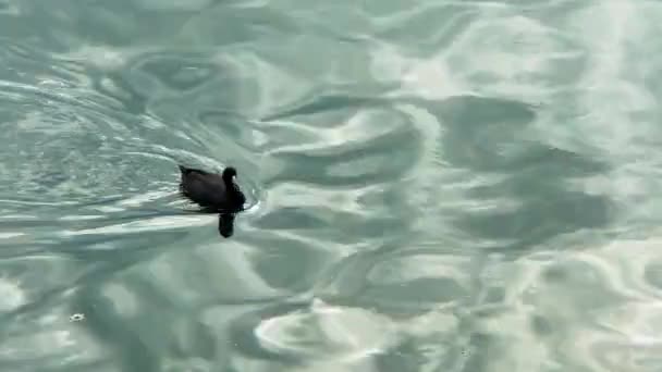 Cute Little Duck Swimming Himself Harbor Long Beach Lighthouse — Vídeos de Stock
