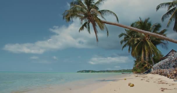 Paradise White Sand Beach View Midday Palm Trees Blue Sky — Stockvideo