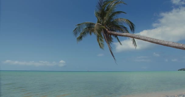 Blue Lagoon Sea View Tropical Paradise Landscape Coconut Palm Tree — Vídeos de Stock