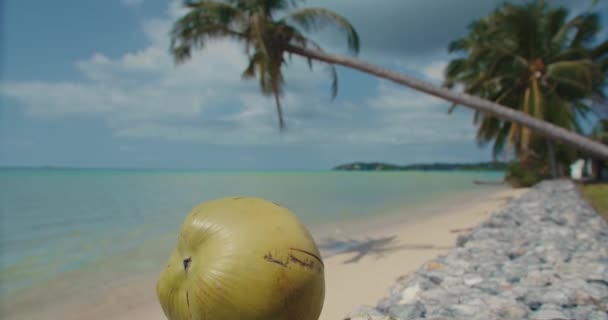 Paradise Tropical View Fresh Coconut Palm Tree Sea — ストック動画