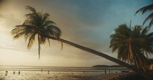 Устойчивый Закат Тропического Пляжа Пейзаж Пальмами Людей Ходить Собирать Раковины — стоковое видео