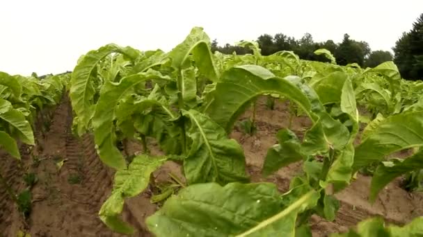 Summer Day Tobacco Field — 图库视频影像