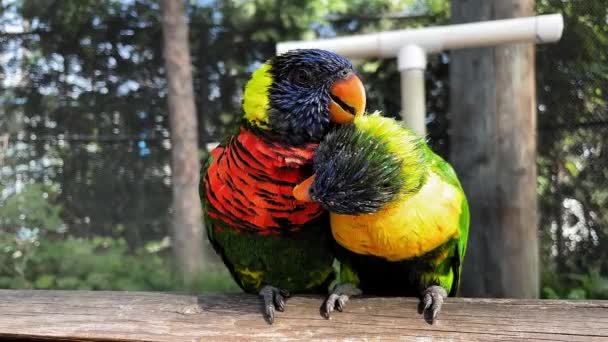 Close Shot Couple Rainbow Lorikeets Aquarium Pacific Long Beach — Stockvideo