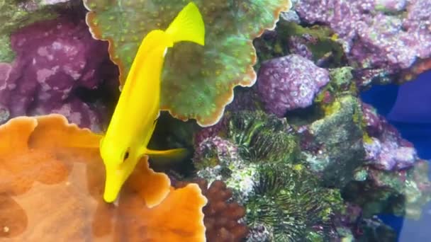 Yellow Tang Picking Some Coral Aquarium Pacific Long Beach California — 图库视频影像