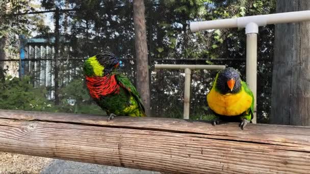 Cute Shot Two Rainbow Lorikeets Cleaning Each Other Aquarium Pacific — Stockvideo