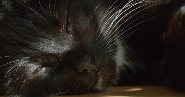Close Black White Cat Green Eyes — Wideo stockowe
