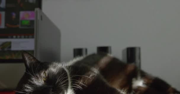 Pull Cat Stretching Work Home Desk — Stock videók