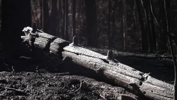 Чорний Багажник Після Лісового Пожежі Скинутий Попіл — стокове відео
