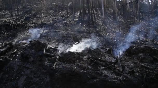 Smoke Slowmotion Forest Fire Galicia — ストック動画