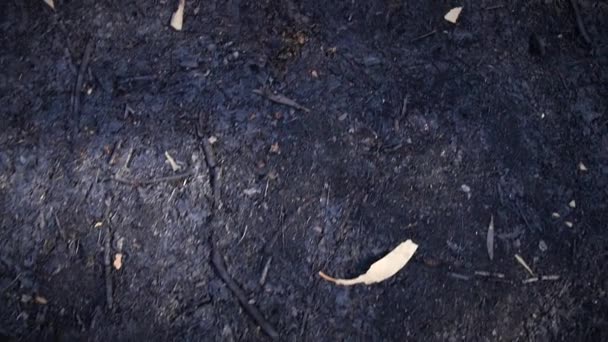 Black Forest Soil Floor Fire Burnt Eucalyptus Forest Spian — Stockvideo
