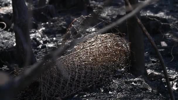 Καμένος Φράχτης Μετά Από Μεγάλη Πυρκαγιά Στην Ισπανία — Αρχείο Βίντεο