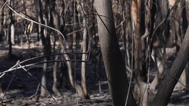 Some Eucalyptus Branches Burnt Forest Spain — Vídeos de Stock