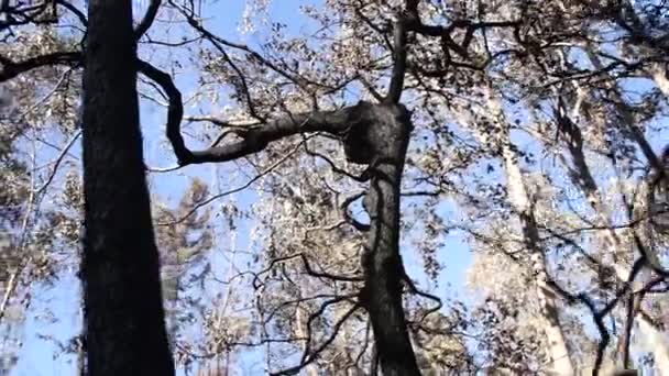 View Fire Forest Burnet Tree Trunks Oak Eucalyptus Spain — Stockvideo
