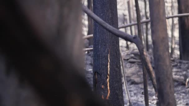 Detail Burnt Out Eucalyptus Forest Trunks Devastation Fire — Vídeo de Stock