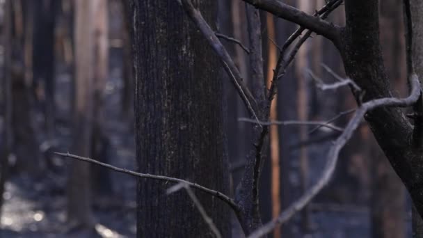 Detail Burnet Brunch Black Forest Natural Disaster — Stockvideo