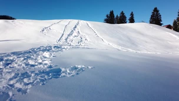 White Fields Full Snow Day Light Blue Sky Pine Trees — Stock videók