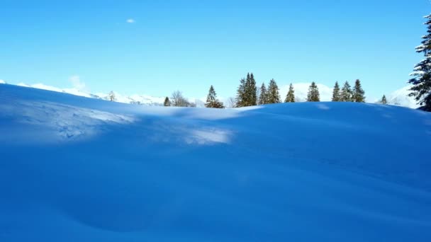 Snow Fields Blue Sky Pine Trees Shoot Day Time — Stockvideo
