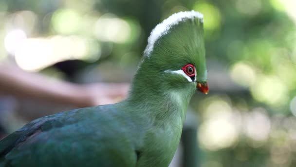 Κοντινό Πλάνο Του Πουλιού Knysna Turaco Loerie Slow Motion — Αρχείο Βίντεο