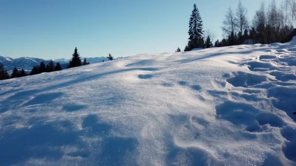 Hill Snow Sunny Day Pine Trees Blue Sky — ストック動画