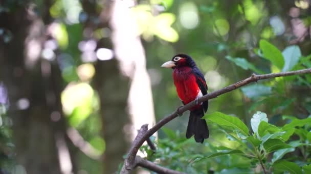 Double Toothed Barbet Forest Slow Motion — 图库视频影像