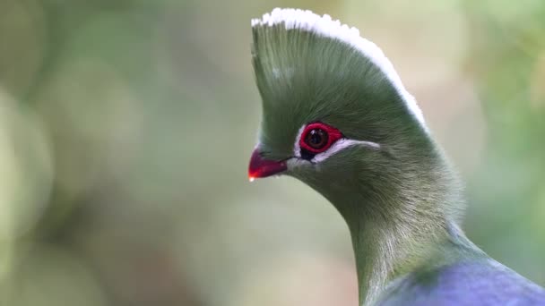 Close Knysna Turaco Loerie Bird Slow Motion — 图库视频影像