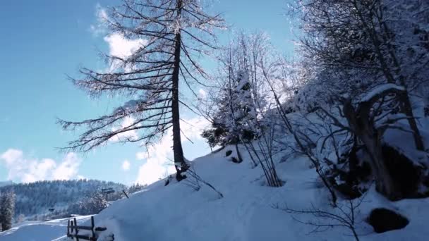 Австрійська Зима Блакитному Небі Сонячному Сяйві Соснах — стокове відео