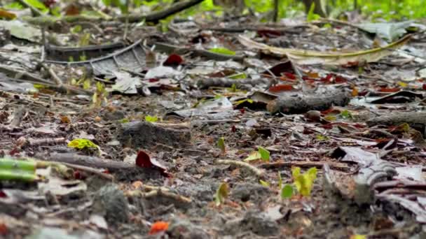 Несколько Муравьёв Листорезов Несут Свои Листья Тропе Через Дождевой Лес — стоковое видео