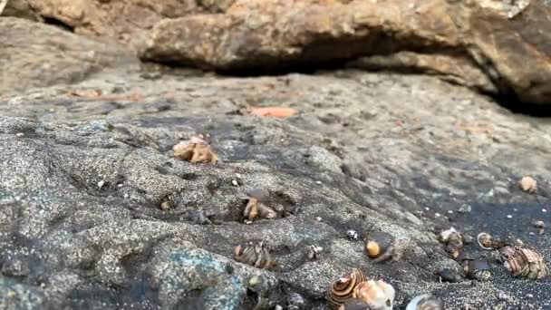 Time Lapse Shot Several Hermit Crabs Moving Volcanic Rock — 图库视频影像
