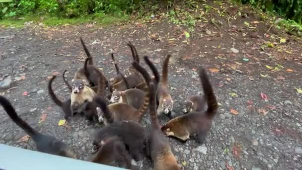 Several Hungry White Nosed Coati Compete Food Being Tossed Car — Vídeo de stock
