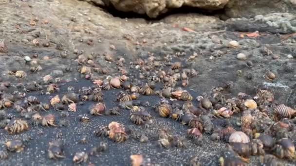 Сотни Отшельников Мигрируют Вдоль Песчаного Пляжа — стоковое видео