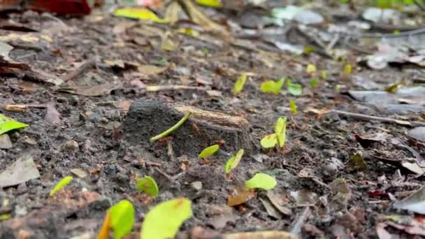 Close Shot Leaf Cutter Ants Carrying Pieces Leaves Ground Rain — Stockvideo