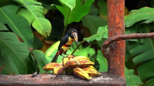 Collared Toucan Stands Top Banana While Eating — ストック動画