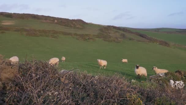Flock Sheep Devon — Stockvideo