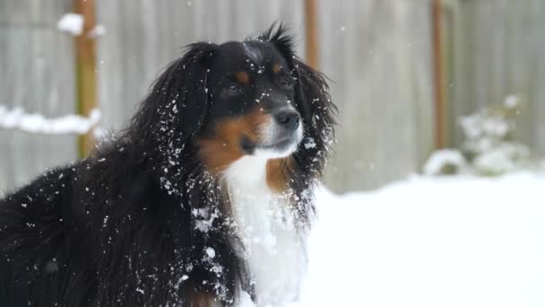 Snow Falling Australian Shepherd Dog Closeup Head — Stockvideo