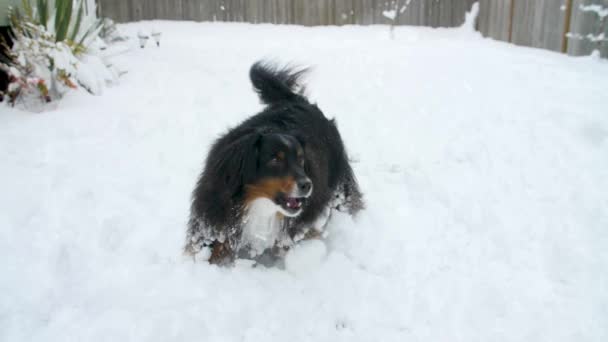 Игривая Счастливая Собака Играет Свежем Воздухе Снегу — стоковое видео