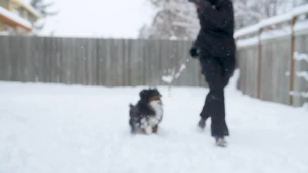 Dog Running Playing Snow His Human — Stockvideo