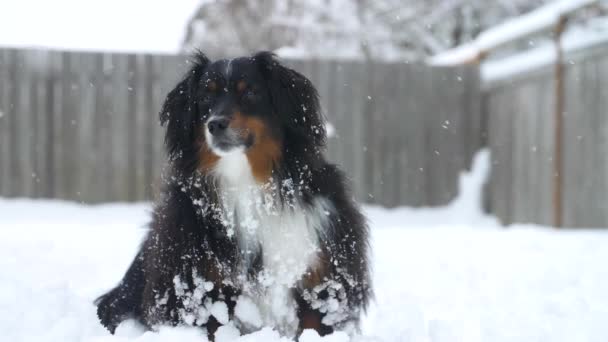 Portrait Minature Australian Shepherd Dog Light Snowfall — Stok video