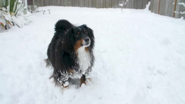 Miniature Australian Shepherd Playing Outdoors Snow — Video Stock