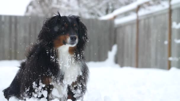 Australian Shepherd Dog Sitting Calmly While Snow Falls — Video Stock