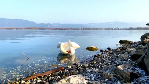 Single White Swan Cleaning Itself Lake — Video
