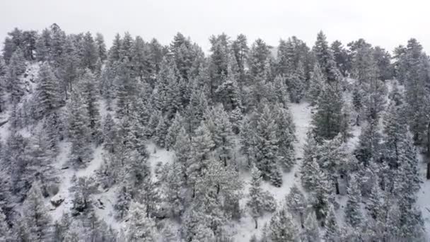 Aerial Close Reveal Snow Covered Pine Trees Large Mountain Valley — Vídeos de Stock