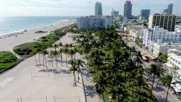 Palm Trees Standing Lummus Park South Beach Miami Beach Florida — ストック動画